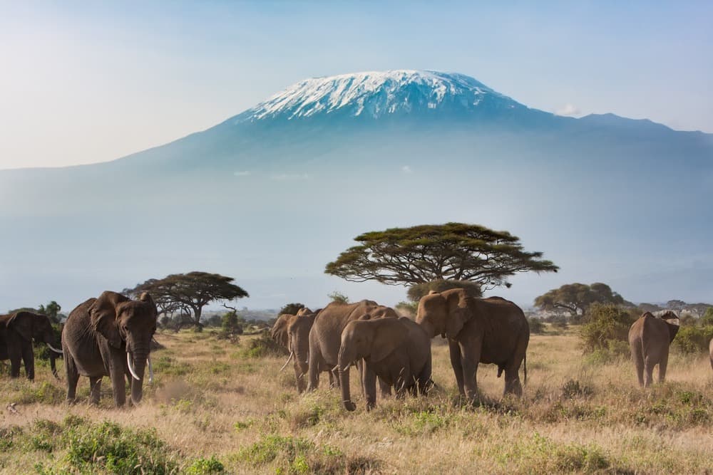 Amboseli National Park