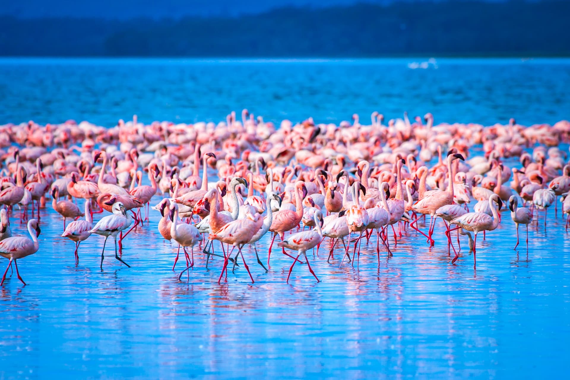 Lake Nakuru National Park