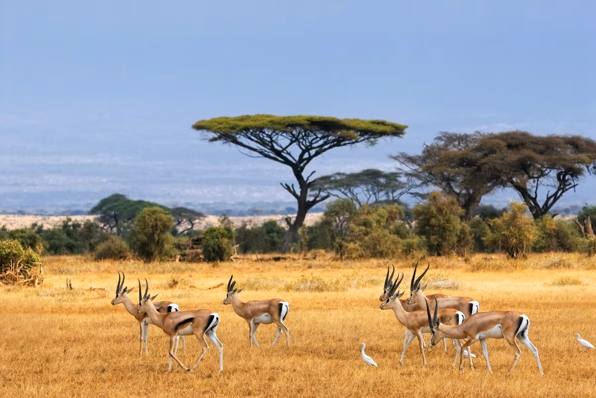 Safari and relaxation on the Kenyan coast